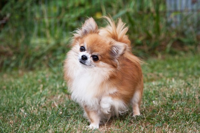 psy długowłose bardzo małe chihuahua