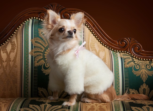 Chihuahua na sofie