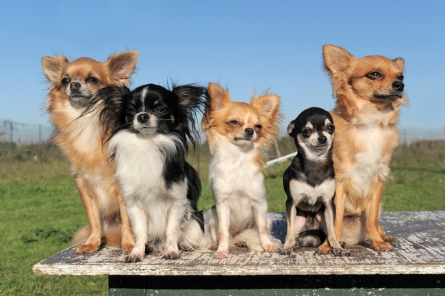 Psy ozdobne i do towarzystwa to psy rasy Chihuahua