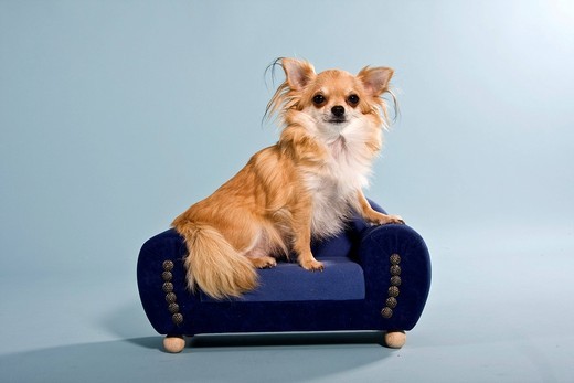 Chihuahua, mały pies, którego cenę napędziła moda