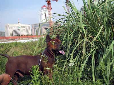 Chinese Chongqing Dog Pies z Chin Chinese Chongqing Dog