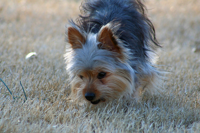 Chorkie pies hybryda chorkie