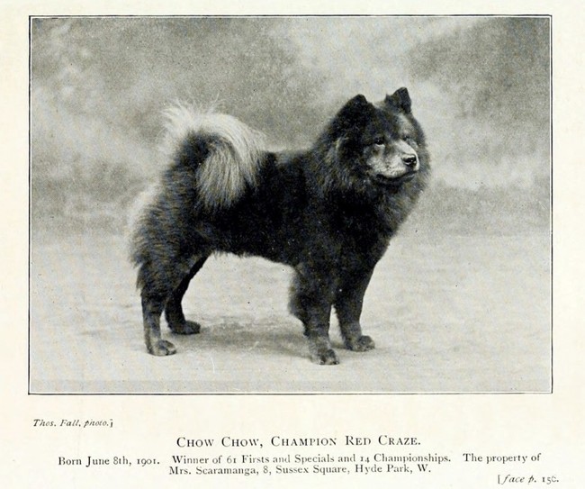 champion chow chow