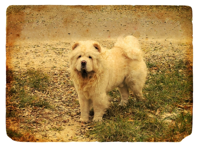 pies chow chow