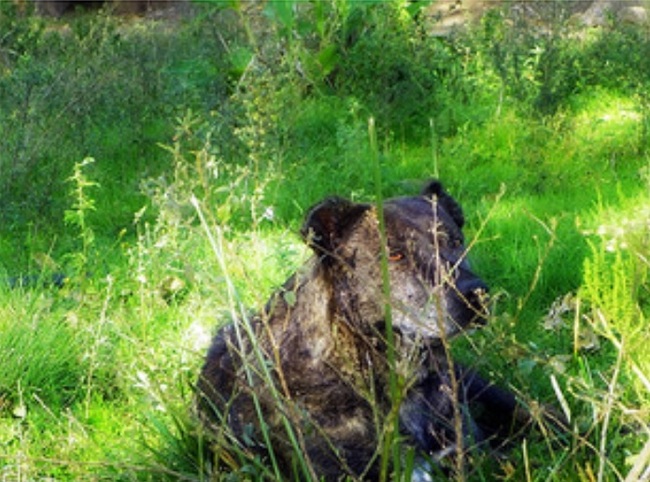 Pies rasy Uruguayan Cimarron
