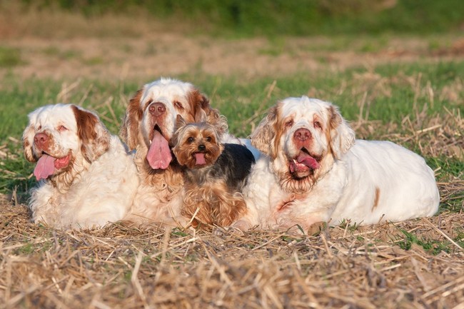 Trzy Clumber spaniele i Yorkshire terrier Trzy Clumber spaniele i Yorkshire terrier
