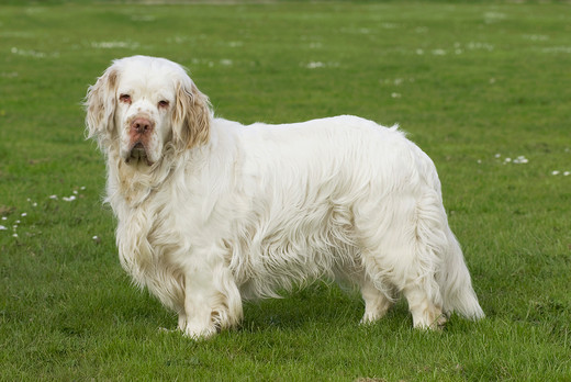 Rasa Clumber spaniel rasa psa Clumber spaniel