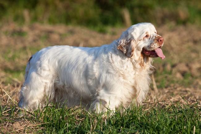 długowłose rasy spanieli clumber spaniel długowłose rasy spanieli clumber spaniel