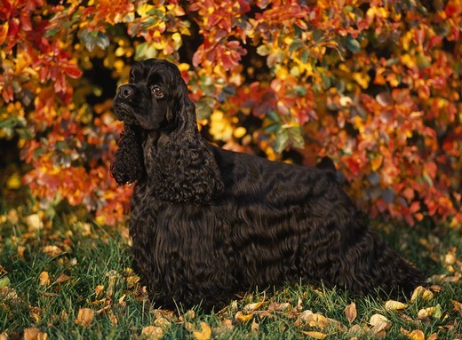 jakie są rodzaje spanieli - spaniel amerykański