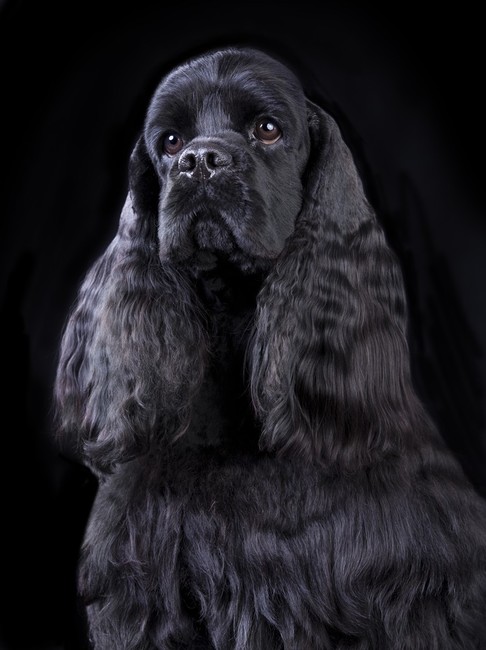 cocker spaniel amerykański czarny Pielęgnacja Cocker Spaniela Amerykańskiego wystawowego