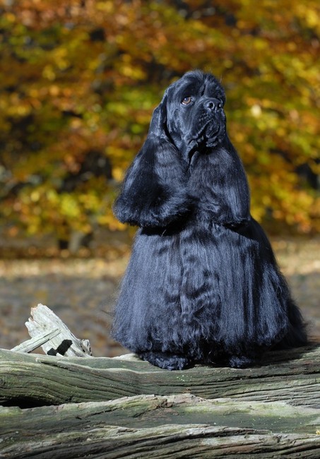 czarny cocker spaniel amerykański pielęgnacja cocker spaniela amerykańskiego - spaniel przygotowany do wystawy