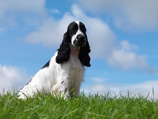 Cocker spaniel angielski biało czarny Cocker spaniel angielski biało czarny