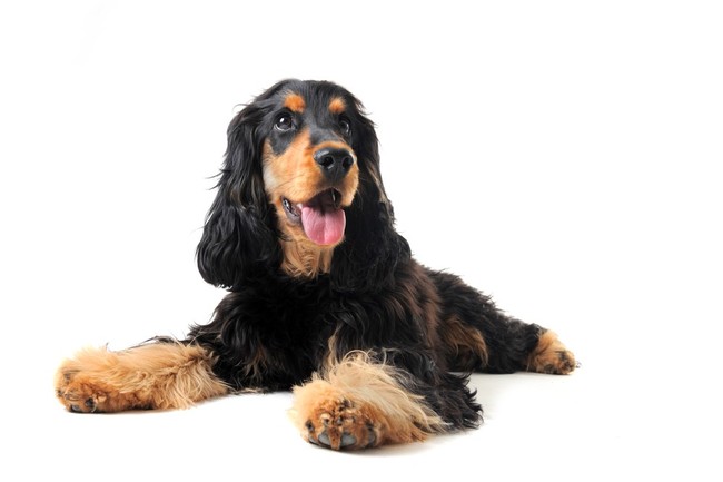 cocker spaniel angielski