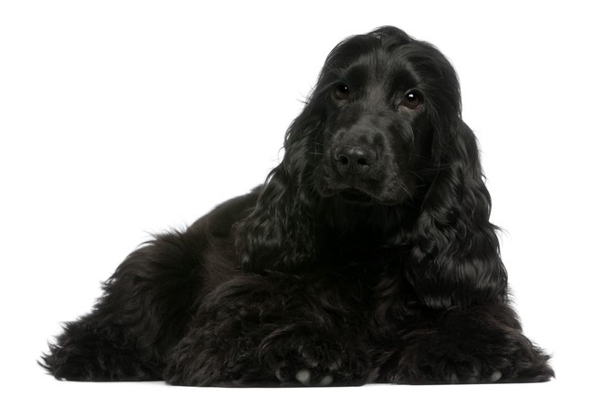 Cocker spaniel angielski czarny Cocker spaniel angielski czarny