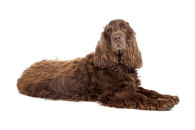 Cocker spaniel angielski czekoladowy Cocker spaniel angielski czekoladowy
