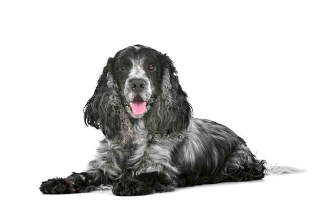 Cocker spaniel angielski niebieski z przesianiem Cocker spaniel angielski niebieski z przesianiem