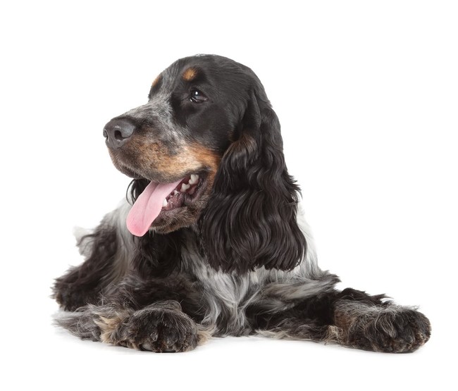 Cocker spaniel angielski niebiesko srebrny podpalany Cocker spaniel angielski niebiesko srebrny podpalany