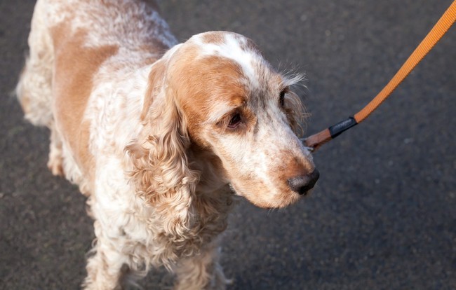 Cocker spaniel angielski pomarańczowy z przesianiem Cocker spaniel angielski pomarańczowy z przesianiem