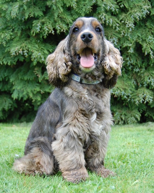 Cockere spaniel angielski sobolowy Cockere spaniel angielski sobolowy