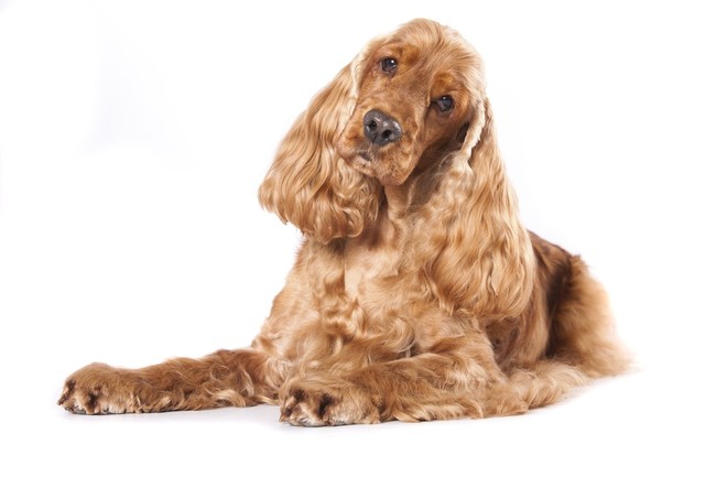 Cocker spaniel angielski złoty Umaszczenie Cocker Spanieli Angielskich