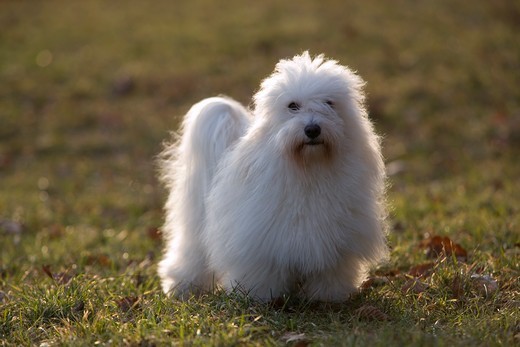 Pies z Madagaskaru Coton de Tulear
