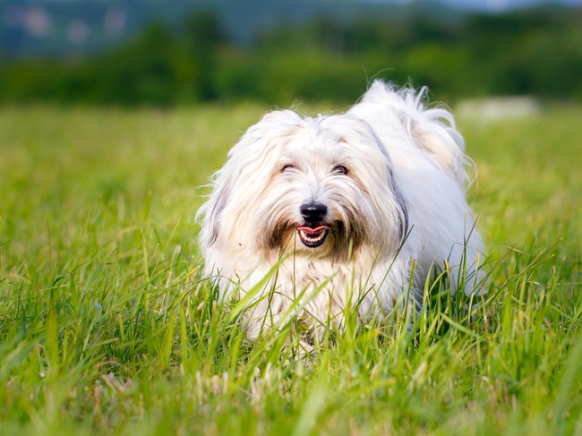 Pies Coton de Tulear