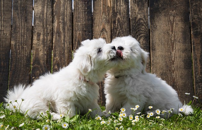Szczeniaki Coton de Tulear