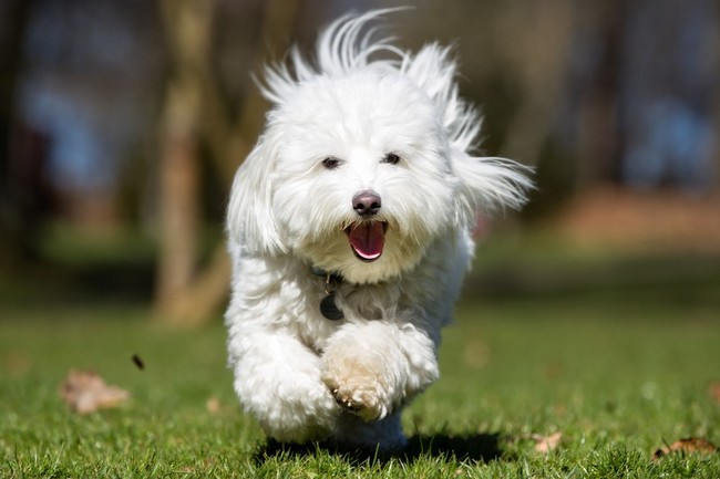 rasy psów z Afryki - Coton de tulear