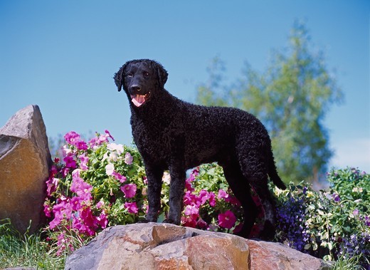 Curly coated retriever o czarnych, gęstych lokach