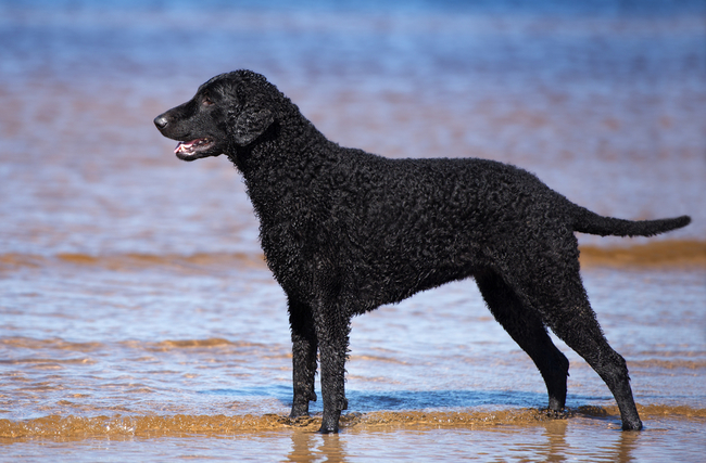 psy retrievery Curly coated retriever
