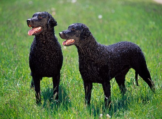 psy z grupy retrieverów Curly-coated retriever