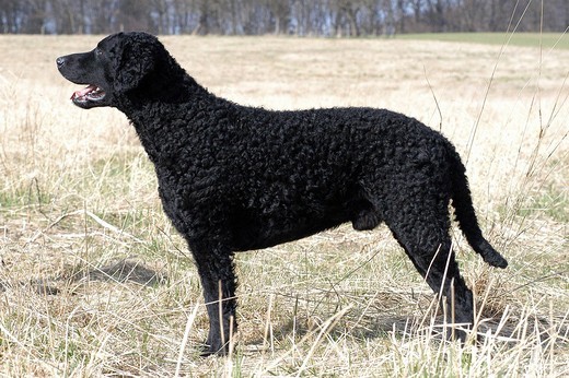 Kędzierzawy retriever w postawie stojącej