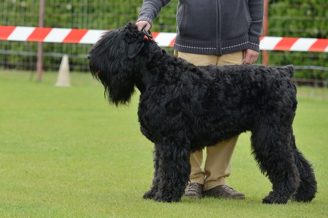 Czarny terier rosyjski (Russkiy Tchiorny Terrier) na wystawie psów rasowych