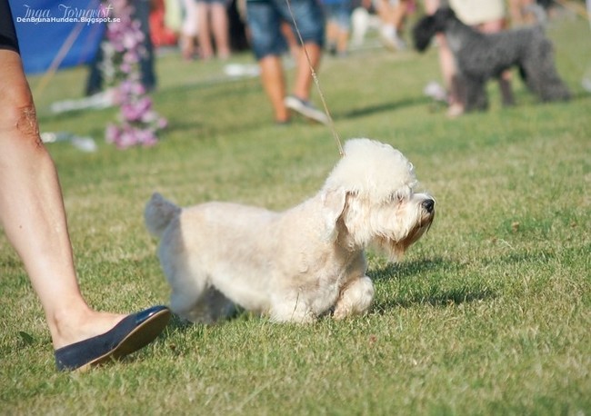 Dandie dinmont terrier na wystawie psów rasowych Dandie dinmont terrier na wystawie psów rasowych