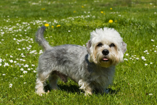 Pies rasy Dandie dinmont terrier Pies rasy Dandie dinmont terrier
