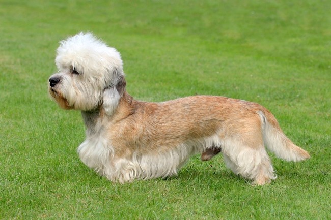 Pies Dandie dinmont terrier Rasa psa Dandie