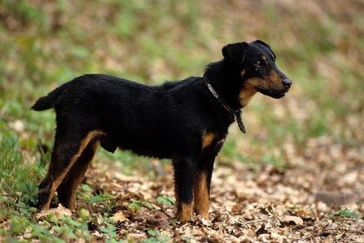 Rasa psa Deutscher jagdterrier (niemiecki terier myśliwski)