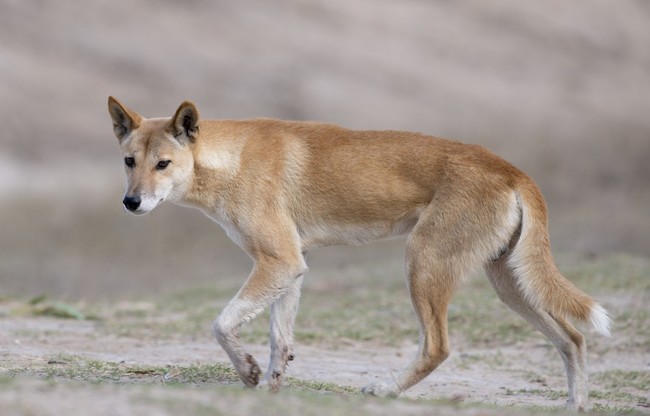 Dingo (Canis lupus dingo) , Queensland w Australii.