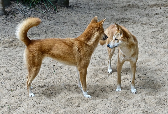jakie są psy dingo