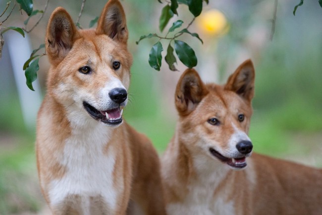 Psy Dingo