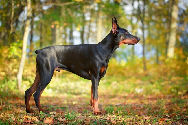 Doberman brązowy podpalany