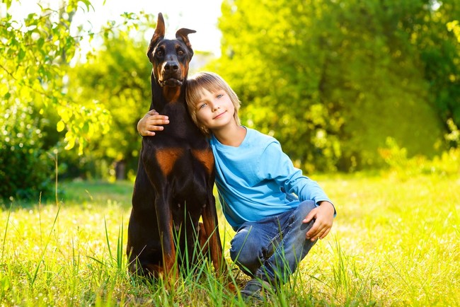 oblicze dobermana