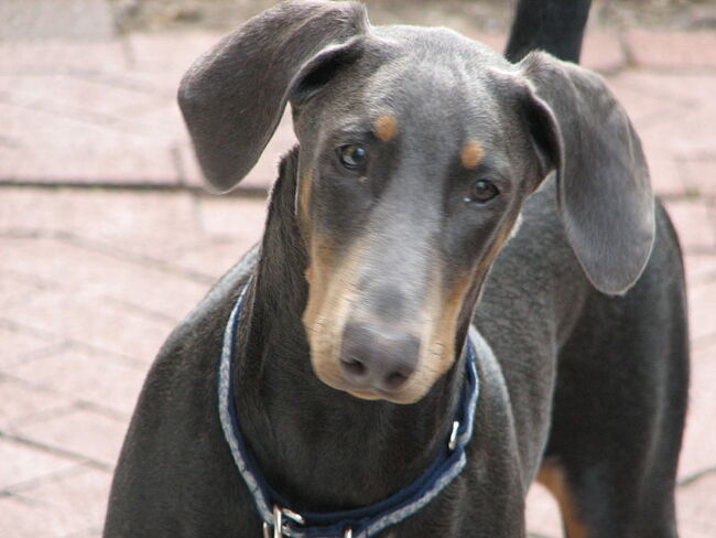 Niebieski Doberman