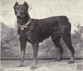 Doberman Pinscher z 1915 roku