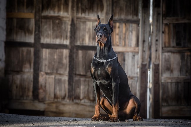 jaki jest doberman