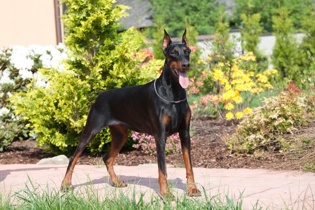 jakie jest naprawdę oblicze dobermana psa