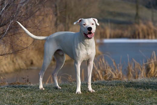Rasy psów agresywnych dog argentyński