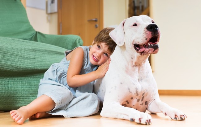 Dziewczynka i dog argentyński