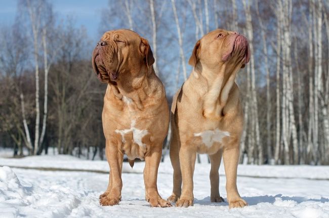 Psy rasy Dog de Bordeaux