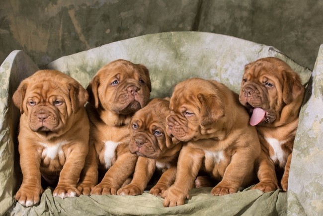 5 tygodniowe szczeniaki Dog z Bordeaux